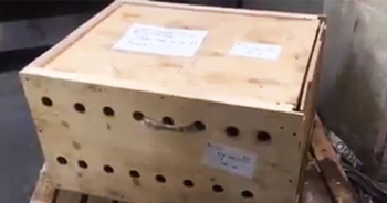 Essa caixa foi deixada em um aeroporto e ninguém teve coragem de abrir, até que…