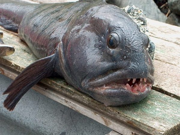 12 criaturas mais estranhas pegas em pescarias comuns
