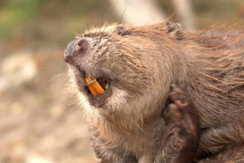 7 animais que tem cheiro de comida