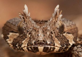 9 cobras mais assustadoras que existem na natureza