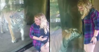 Tigre de zoológico se aproxima de mulher e quando vê que ela esta grávida tem a reação mais surpreendente possível