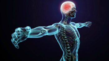 11 mentiras que você aprendeu sobre seu corpo