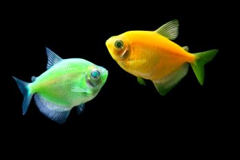 7 criaturas vivas que patenteamos ou tentamos patentear
