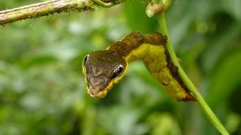 12 animais impostores que precisam fingir para conseguir sobreviver