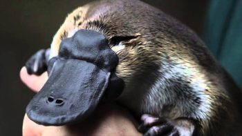 7 super poderes do mundo animal