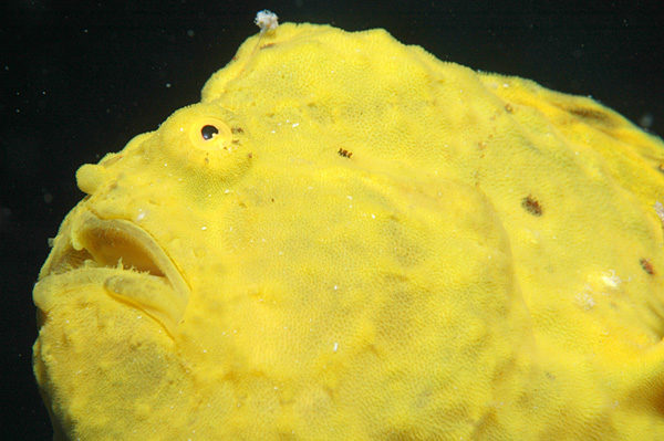 Esse peixe que anda é um dos animais mais estranhamente grotescos que você vai conhecer