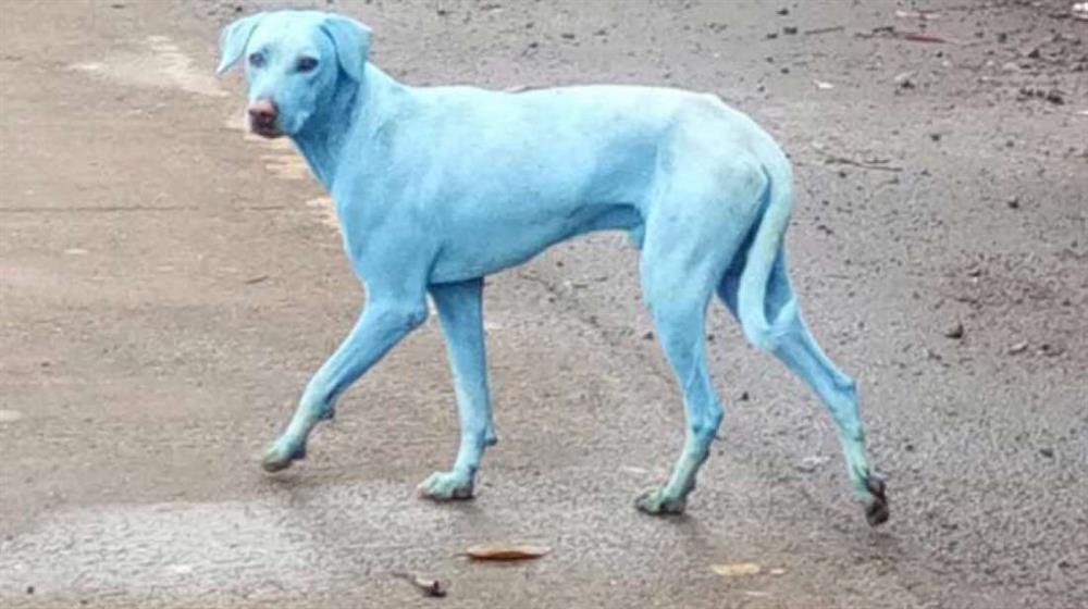 Não é photoshop, esse cachorro é azulado de verdade