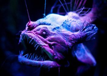 7 peixes mais assustadores do mundo
