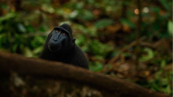 Macaco que tirou uma selfie é a personalidade do ano para a PETA