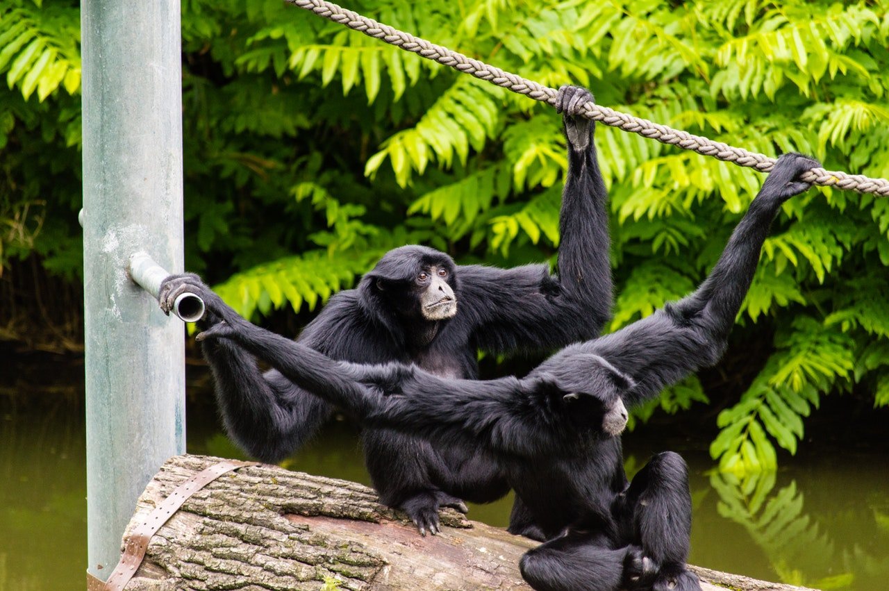 7 comportamentos humanos incríveis  que os macacos tem