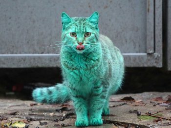 Esse é um gato verde que apesar de lindo tem uma curiosa história por trás dessa cor
