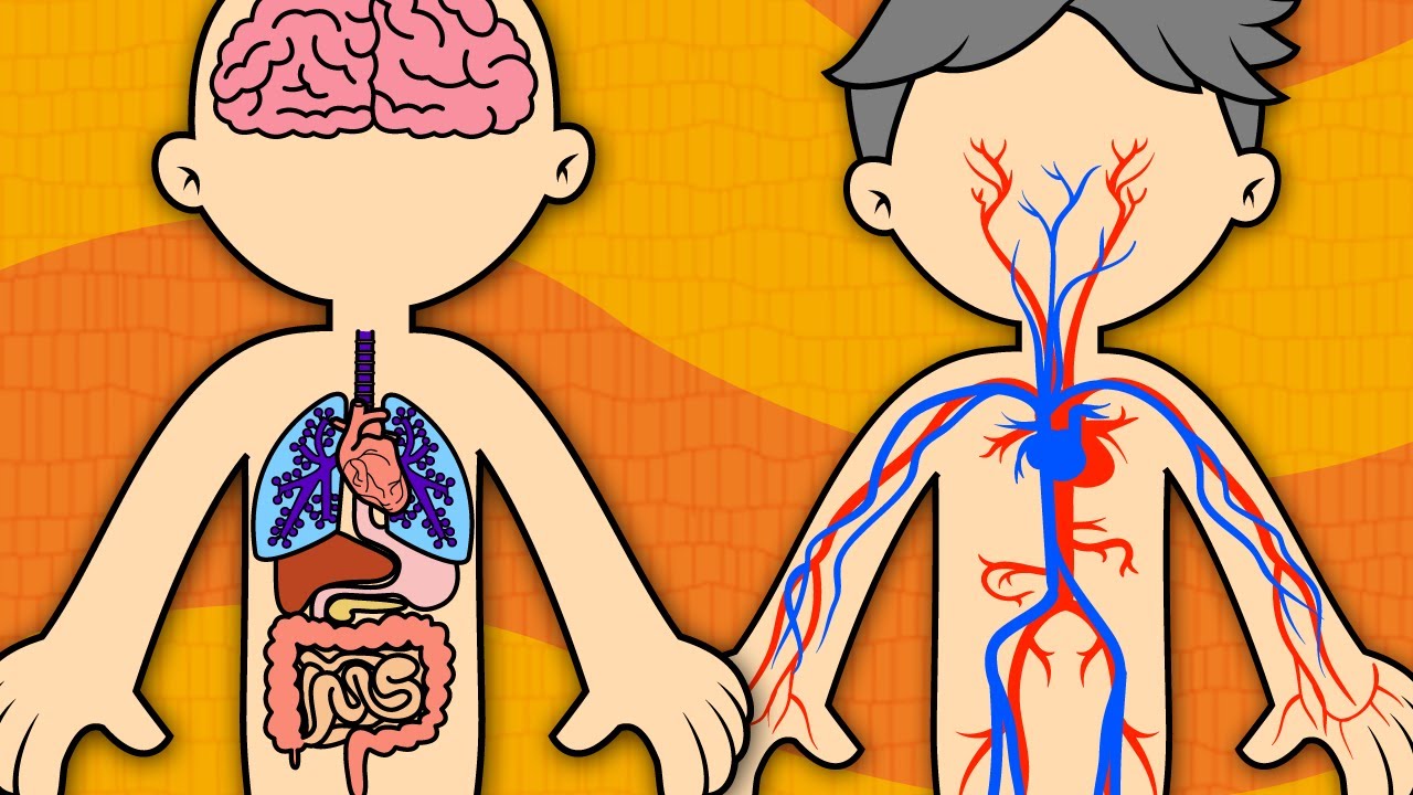 13 fatos arrepiantes sobre o seu próprio corpo que vão te deixar perturbado