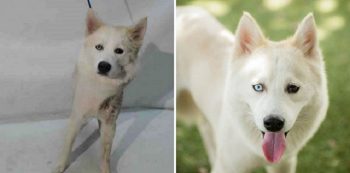 15 antes e depois de cães e gatos adotados que vão derreter seu coração