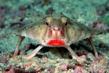 7 provas que o reino animal é muito mais bizarro do que imaginávamos