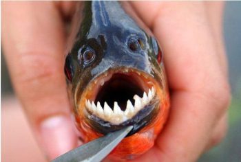 8 criaturas mais mortais já encontradas na Amazônia