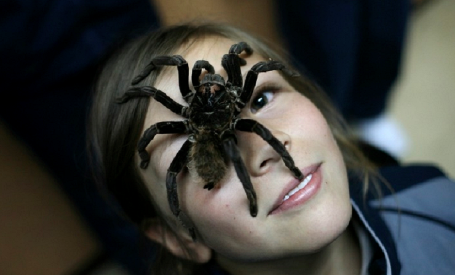 7 gifs que te farão ter medo de aranhas para sempre
