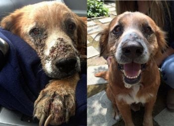 16 fotos impressionantes de cachorros que foram salvos de morte