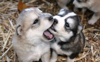 7 coisas que seu cão faz quando quer dizer algo