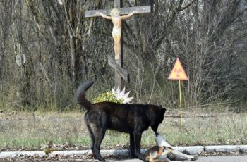 Isso foi o que a radiação de Chernobyl fez com os animais e vegetais da região