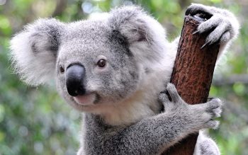 7 animais que não parecem mas podem facilmente te matar