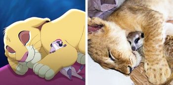 14 animais da vida real que são exatamente iguais aos dos desenhos