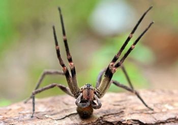 7 criaturas incríveis encontradas na Floresta Amazônica