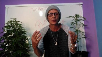 Como um canal do Youtube levou a polícia a investigar 1.200 brasileiros por tráfico de maconha?