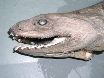Cientistas encontraram um tubarão pré-histórico com mais de 300 dentes