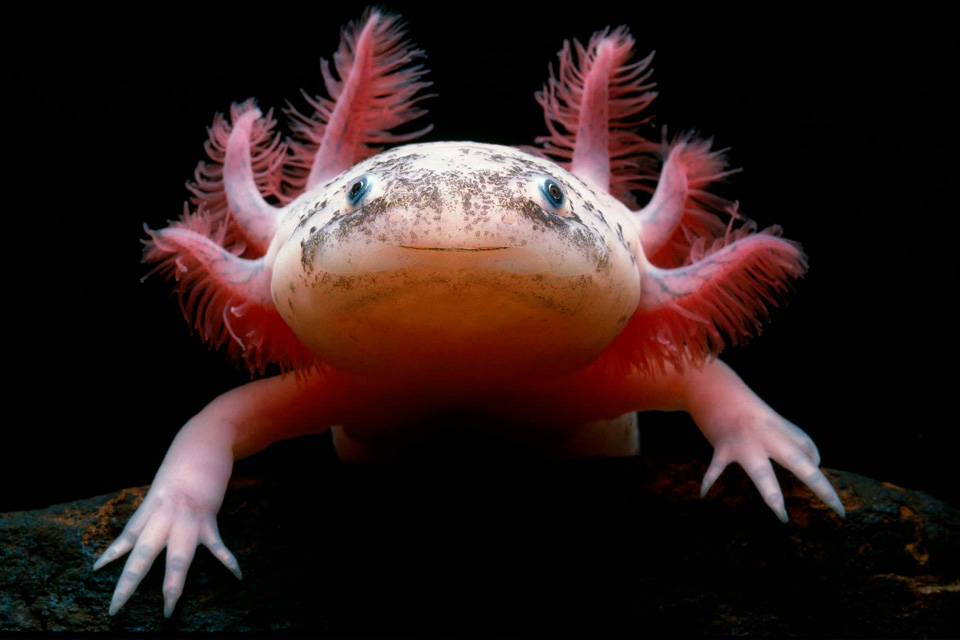 8 animais lendários que incrivelmente já existiram