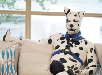 Conheça o homem que vive como um cachorro de estimação