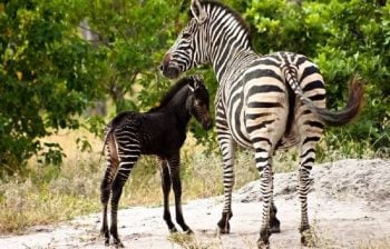 7 animais que são o verdadeiro ‘patinho feio’ da sua espécie