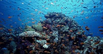 O que são as ‘zonas mortas’ dos oceanos?