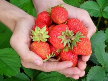 A quantidade que você realmente deve comer está na palma da sua mão