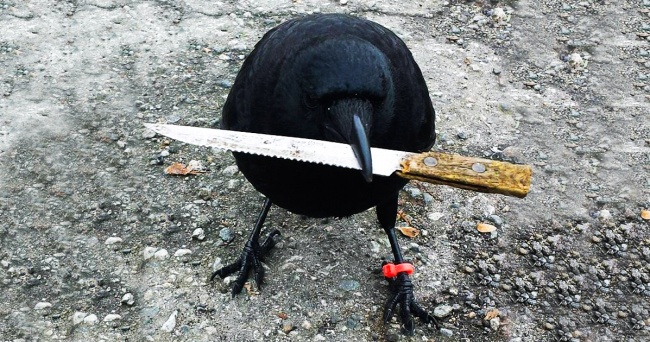 7 animais que cometeram crimes e foram pegos em flagrante