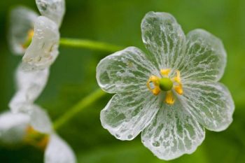 7 estranhas maravilhas da natureza