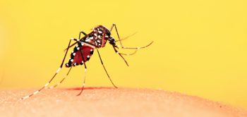 7 coisas que você precisa saber sobre a febre amarela