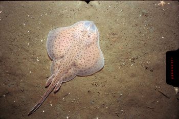 Esse é o primeiro peixe que desenvolveu a habilidade de “andar”