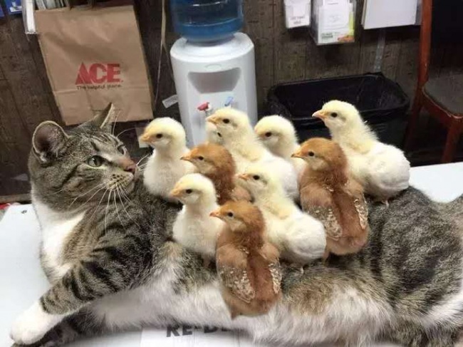 15 vezes que uma câmera registrou uma amizade incomum entre animais