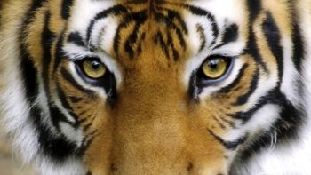 7 fatos fascinantes sobre os tigres