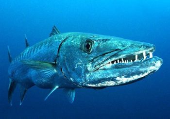 7 peixes que são verdadeiros assassinos