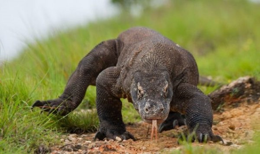 Taxonomy seres vivos classificazione viventi domini organismi regni dna sistematica taxonomia gli taxonomic degli phylum classificare orso evolução mitoloji arkeoloji Dê Exemplos De Seres Ivos Que Podem Assim Se Reproduzir
