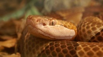 7 terríveis histórias de pessoas que foram mortas por cobras