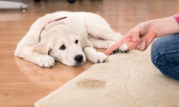 Aprenda a treinar seu cachorro para fazer as necessidades no lugar certo