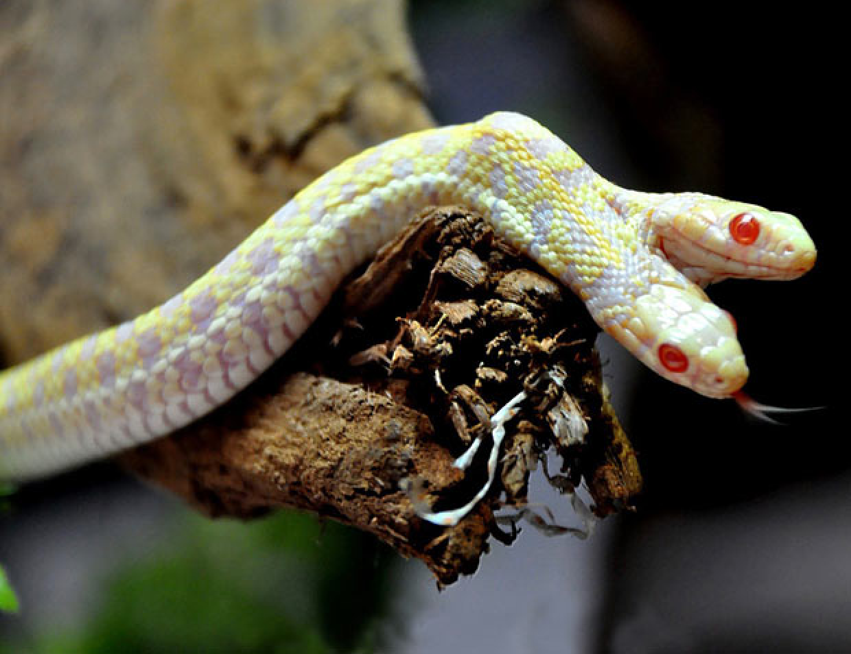 7 animais que estranhamente nasceram com duas cabeças
