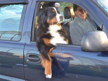 15 imagens que provam que os animais são cópias de seus donos
