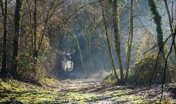 Maneiras de sobreviver a um ataque de animais ferozes