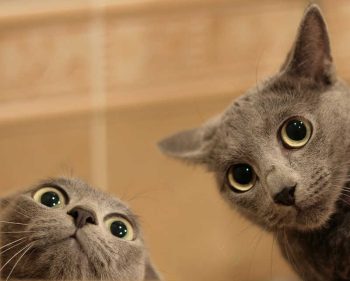 18 animais que se comportam em família assim como nós