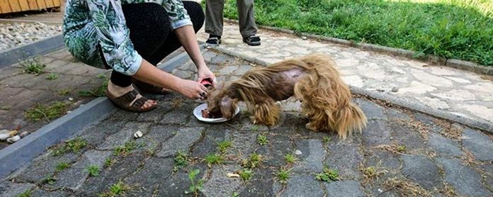 Frodo estava completamente desnutrido e perto da morte, até que encontrou um lar