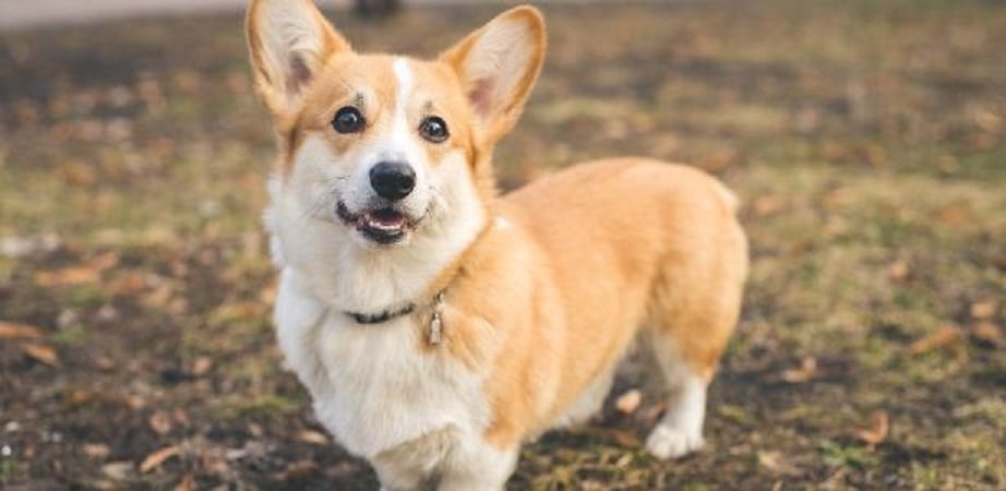 Série da Netflix pode ter sido a salvação dessa raça de cães