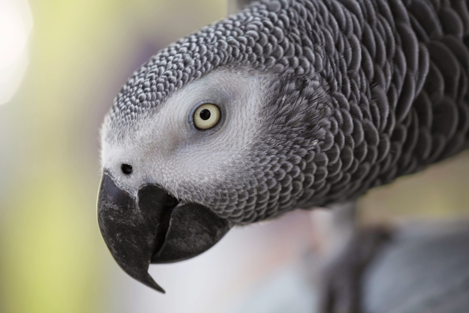 7 fatos intrigantes sobre a comunicação animal